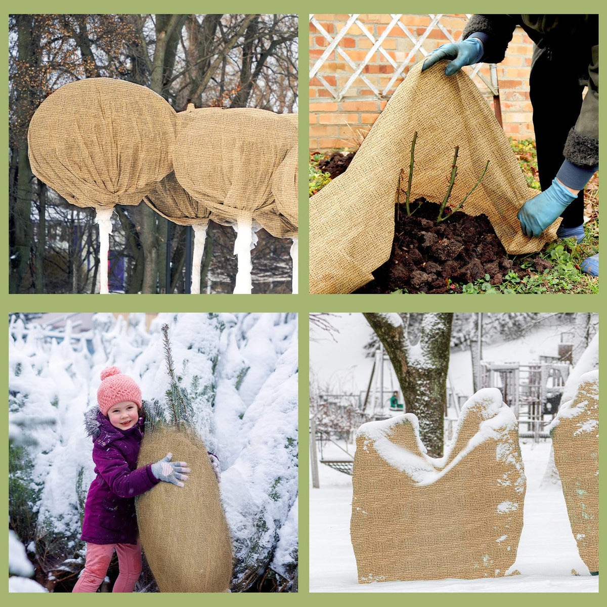 Buryeah burlap garden cover protecting trees and ornamentals during winter.