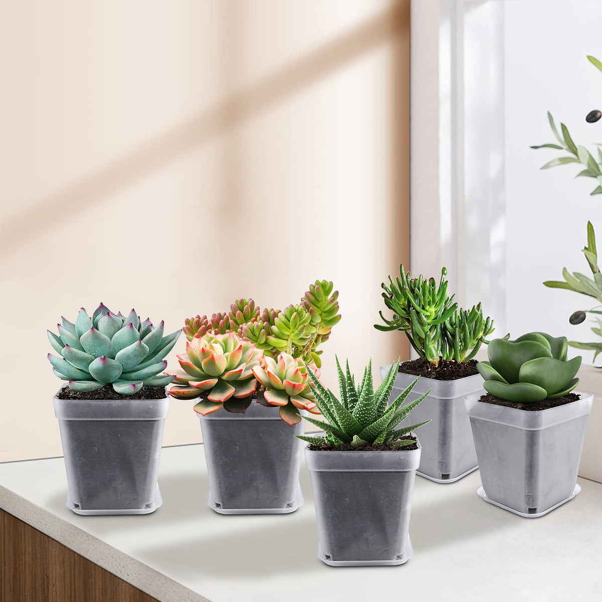 Business King compact stackable pots for easy storage.