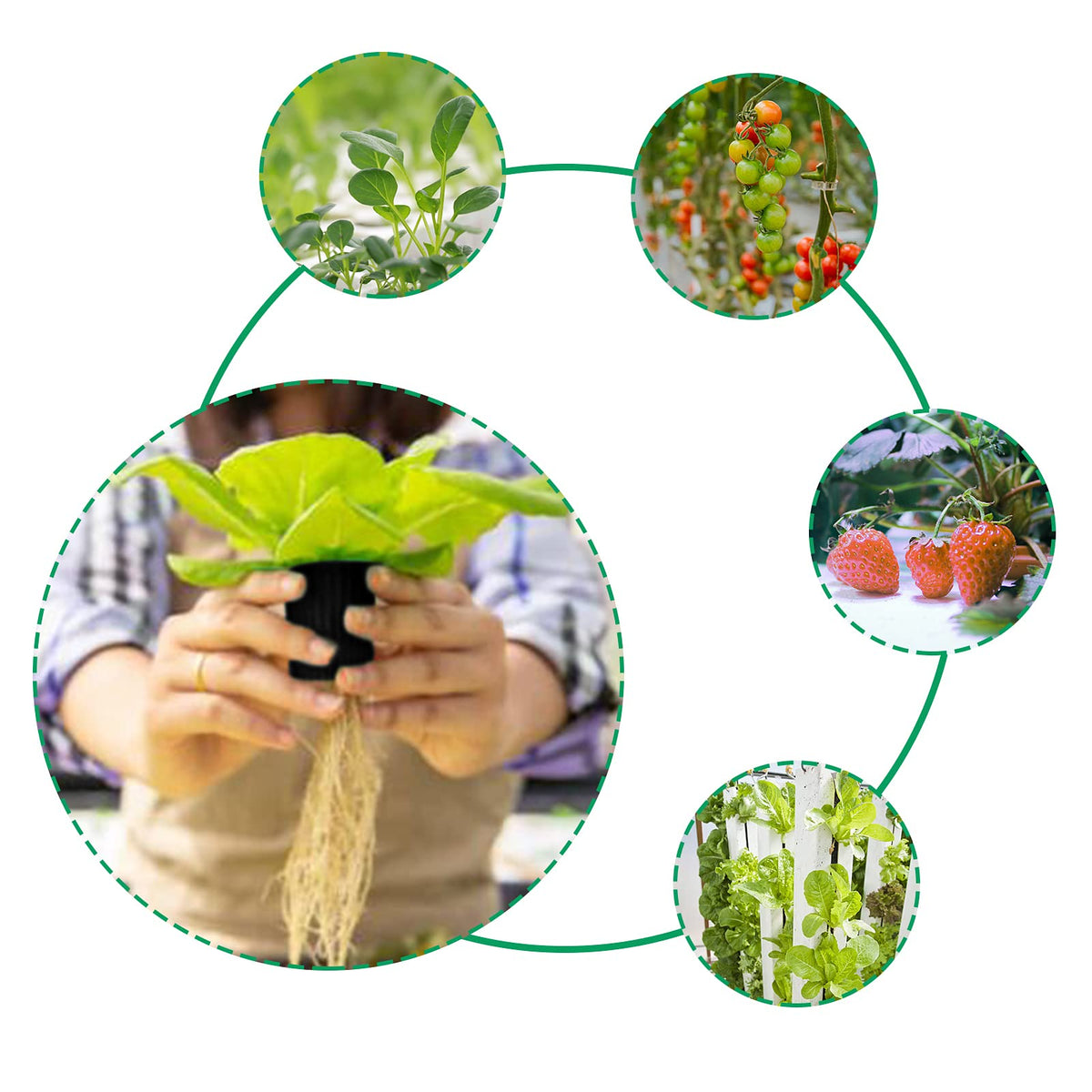 Business King net pot showcases compatibility with multiple growing media.
