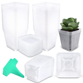 Business King square pot with a 3-inch opening for seed starting and drainage.