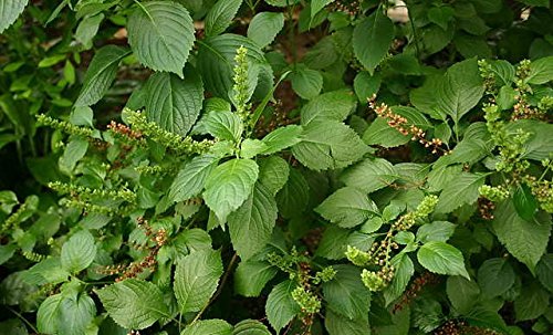 Buy Rare Seeds Ocimum gratissimum leaves, ideal for inside herb-growing near a sunny window.