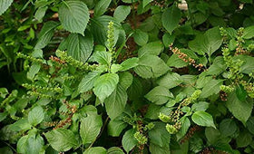 Buy Rare Seeds Ocimum gratissimum leaves, ideal for inside herb-growing near a sunny window.