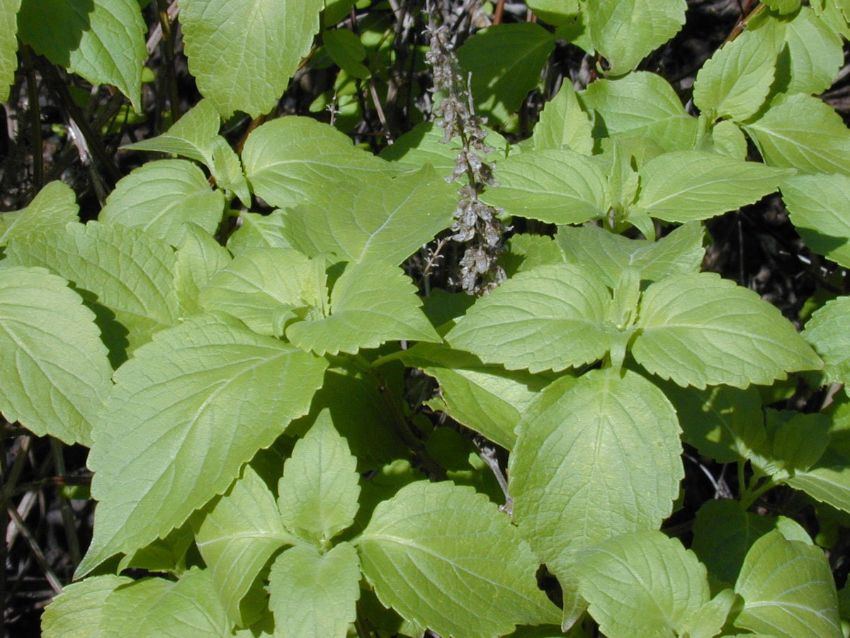 Buy Rare Seeds Ocimum gratissimum grows tall and fragrant in warm climates.
