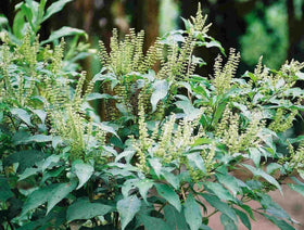 Buy Rare Seeds Ocimum gratissimum leaves close-up highlighting fragrant aroma for culinary use.