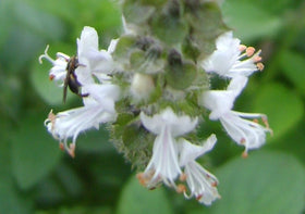 50-seed packet of Buy Rare Seeds Ocimum gratissimum for easy cultivation.