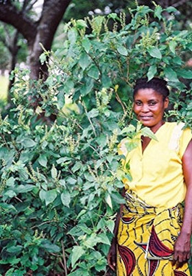 Buy Rare Seeds Ocimum gratissimum white flowers add delicate aroma.
