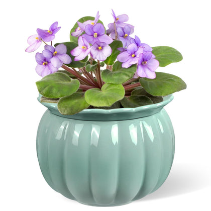 BUYMAX African Violet Pots with pumpkin design and self-watering feature for busy plant lovers