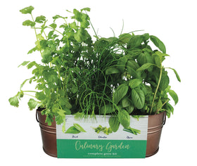 BUZZY copper basin on a sunny windowsill ready to grow fresh herbs