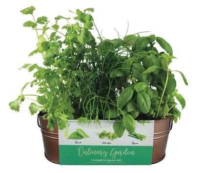 BUZZY copper basin on a sunny windowsill ready to grow fresh herbs