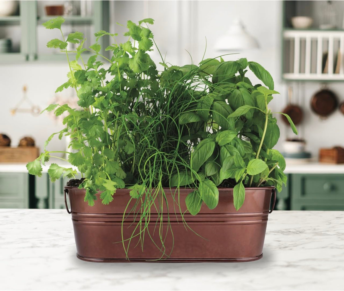 BUZZY easy-to-follow instruction guide helps anyone start herbs