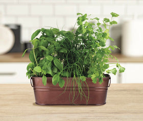 BUZZY gift-ready packaging makes a thoughtful home gardening present