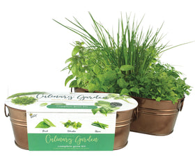 BUZZY basil cilantro chives seed packets for home herb gardening