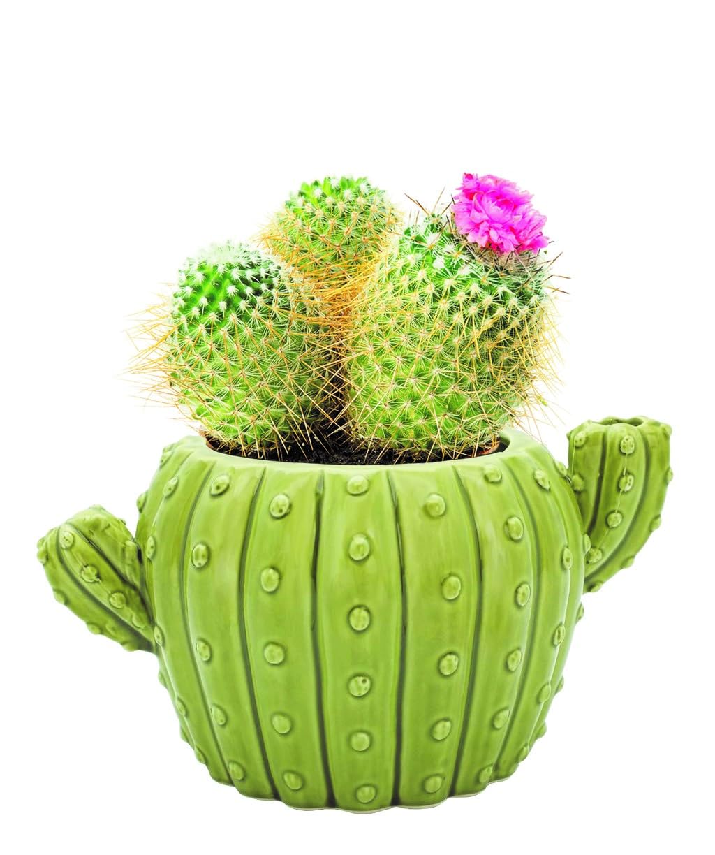 Buzzy Seeds compact kit fits small spaces for quick indoor gardening