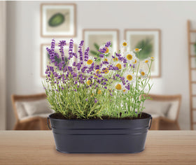 Buzzy Seeds chamomile and lavender blooms adding fragrance and color to kitchens or living spaces.