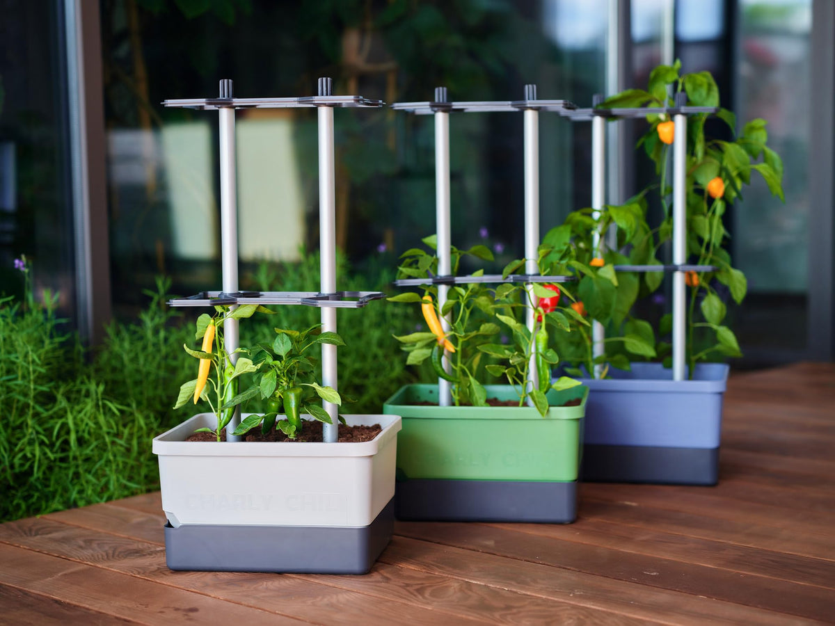 BUZZY Seeds Charly Chili easy-assembly makes setup quick and stress-free.