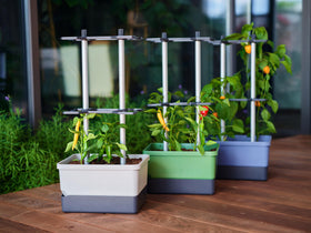 BUZZY Seeds Charly Chili easy-assembly makes setup quick and stress-free.