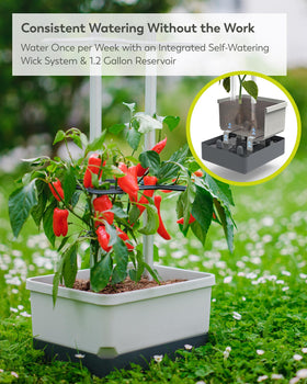 BUZZY Seeds Charly Chili large-soil-capacity interior conveys robust root development.