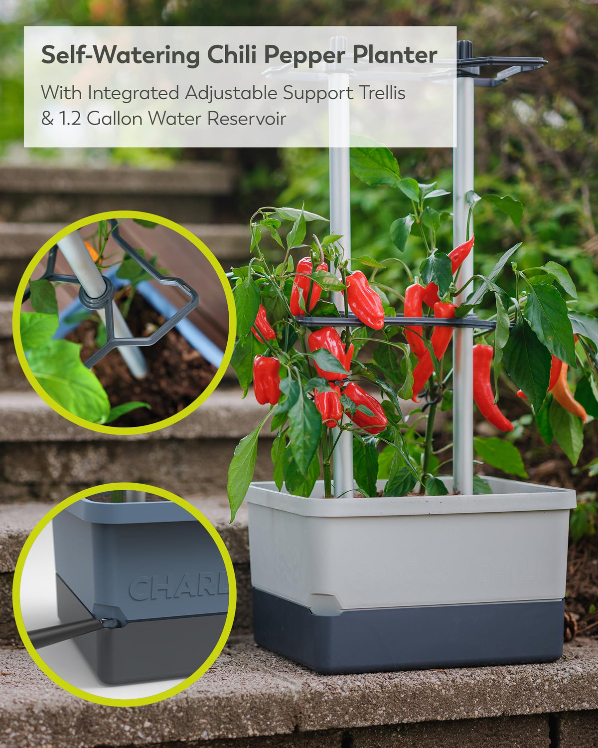 BUZZY Seeds Charly Chili one-point-two-gallon reservoir highlights easy self-watering capability.