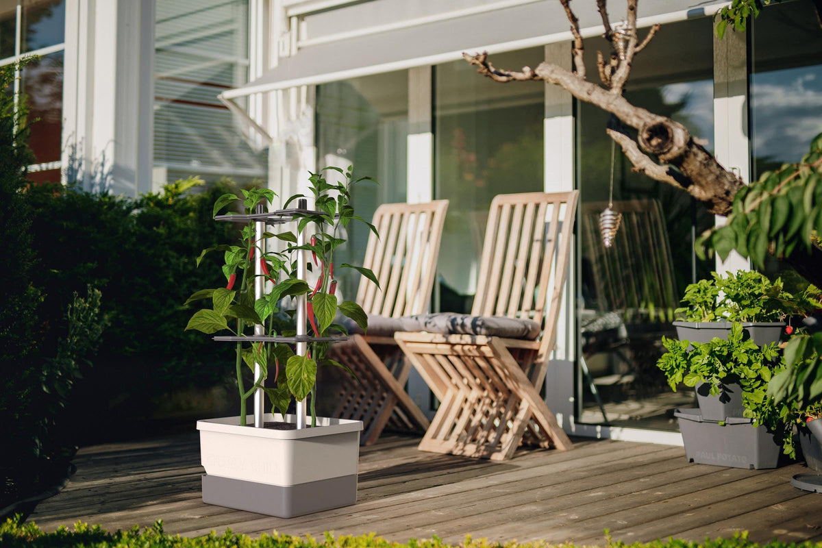 BUZZY Seeds Charly Chili outdoor-use-durable design keeps plants thriving outdoors.