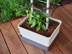 BUZZY Seeds Charly Chili peppers-growing-in-planter captures vibrant fruits in season.