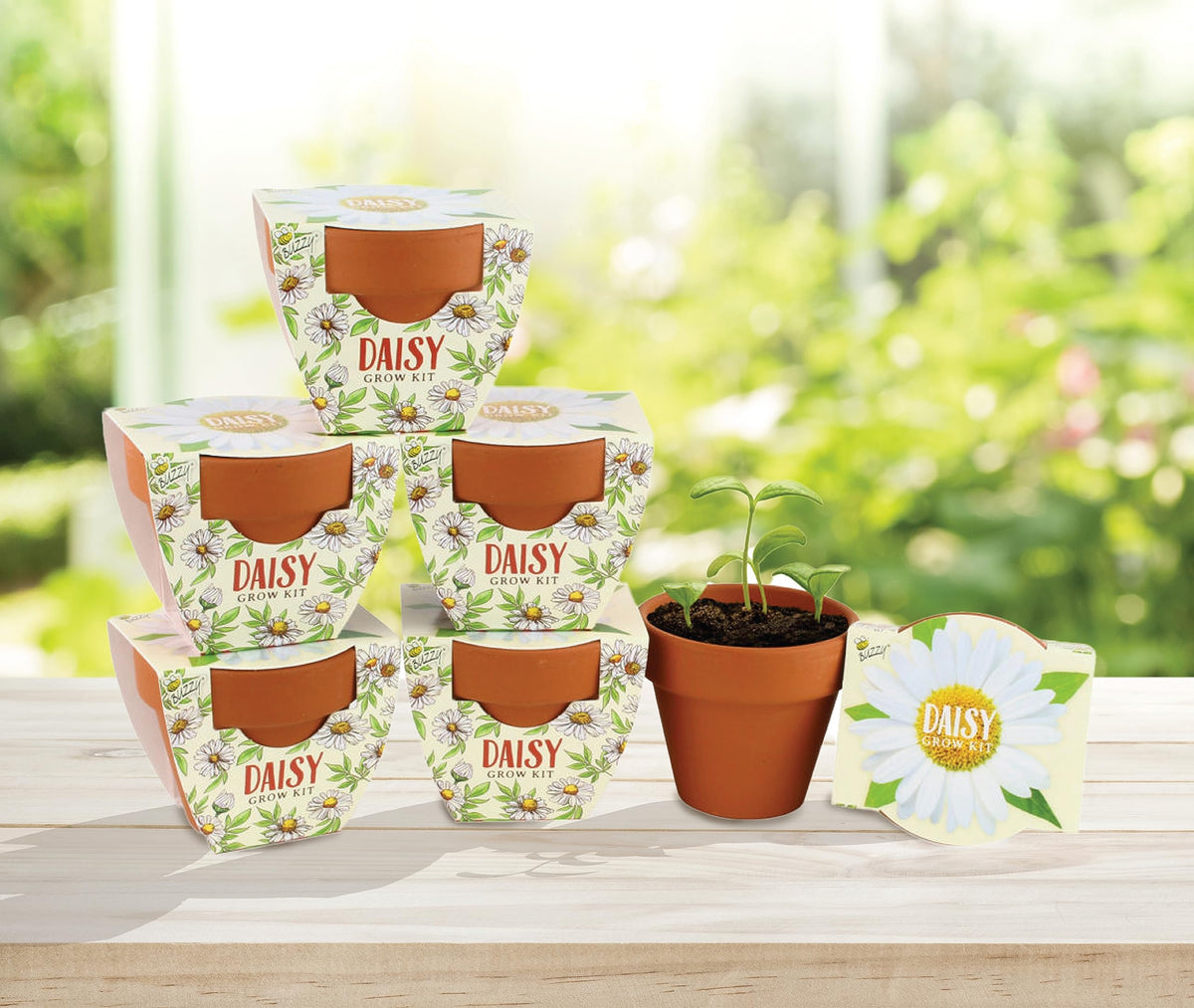 BUZZY Seeds Daisy Daydream indoors outdoors use suitable for versatile planting