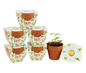BUZZY Seeds Daisy Daydream mini terracotta pot for easy indoor planting
