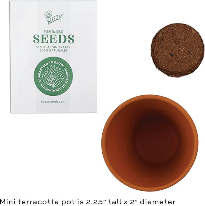BUZZY Seeds Spruce Tree eco-friendly Earth Day gardening setup