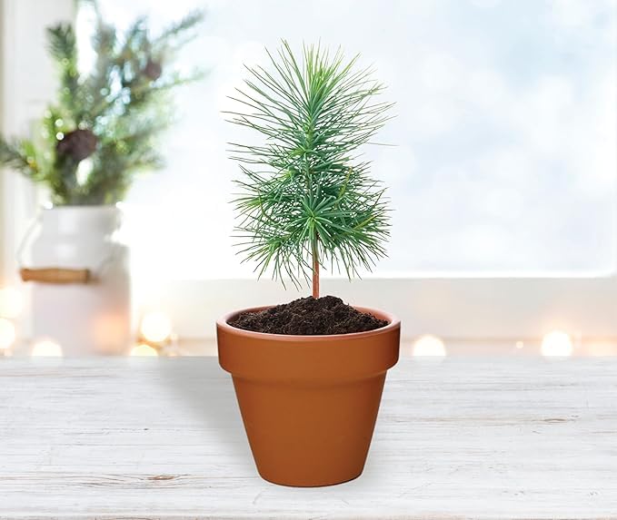 BUZZY Seeds Spruce Tree gifts for events or corporate gifts