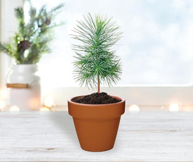 BUZZY Seeds Spruce Tree gifts for events or corporate gifts