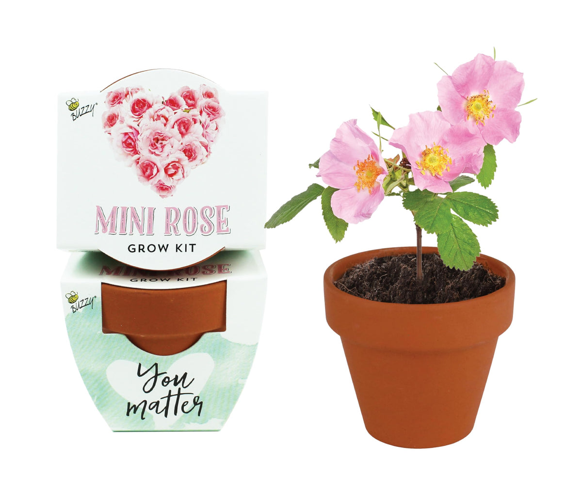 BUZZY mini rose pots set supports beginner-friendly planting in compact spaces.
