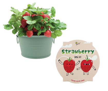 BUZZY Seeds sage green basin strawberry kit on a desk for easy indoor growing.