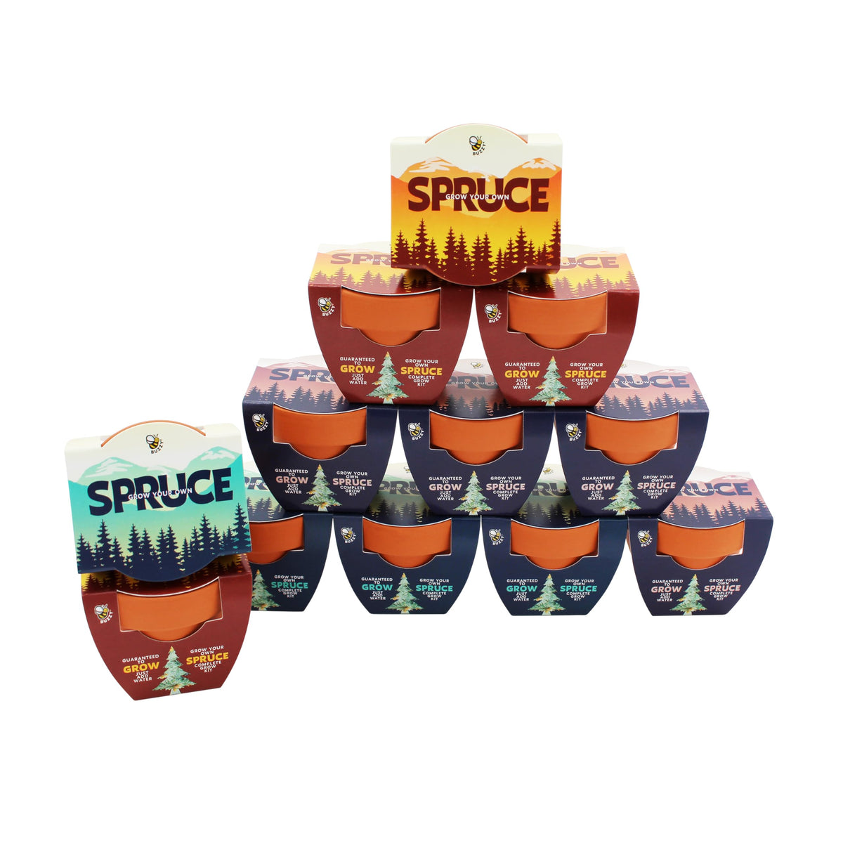 BUZZY Seeds Spruce Tree 12-Pack kit ready for indoor or outdoor sprouting