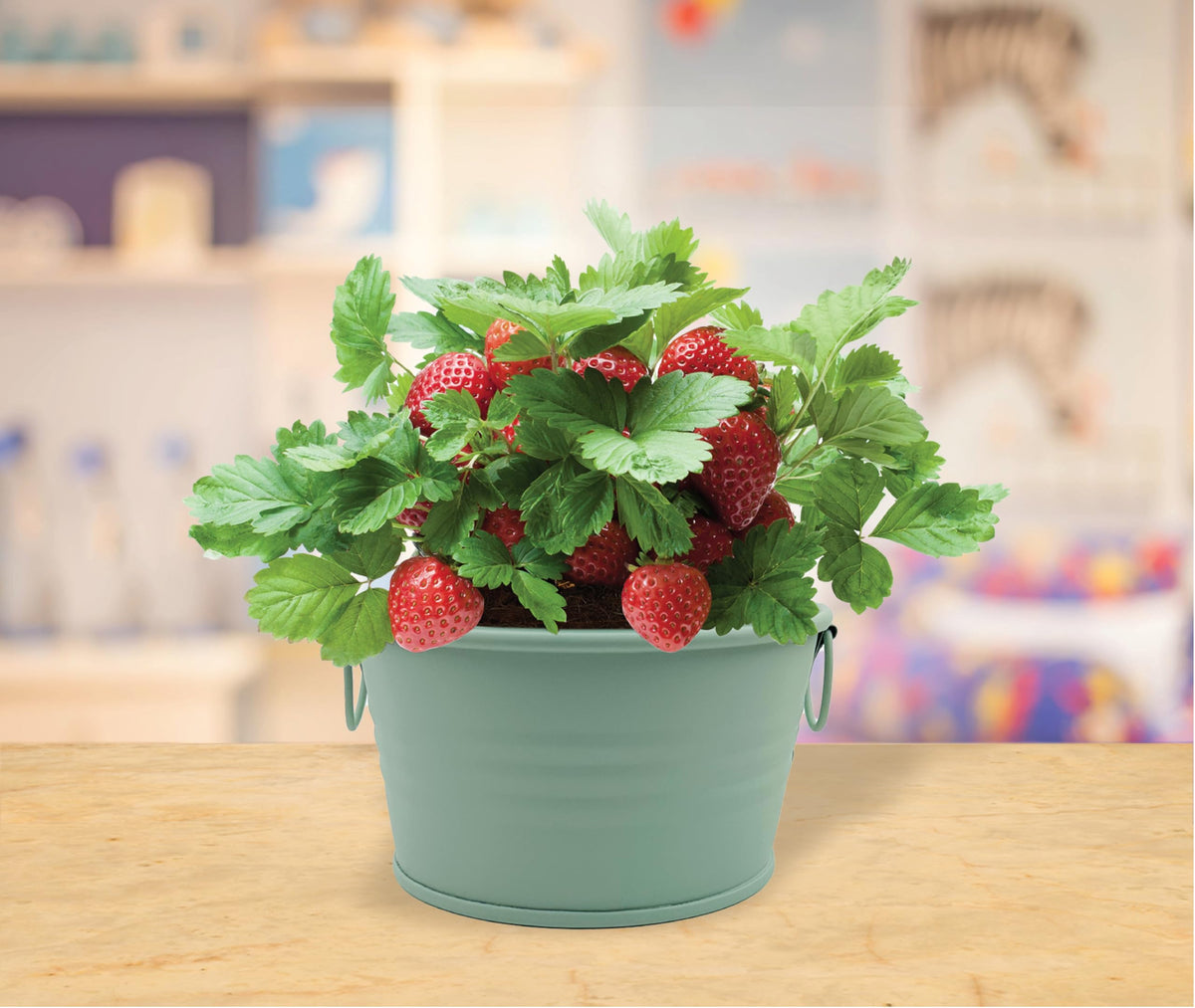 BUZZY step-by-step instructions simplify planting and care routines.