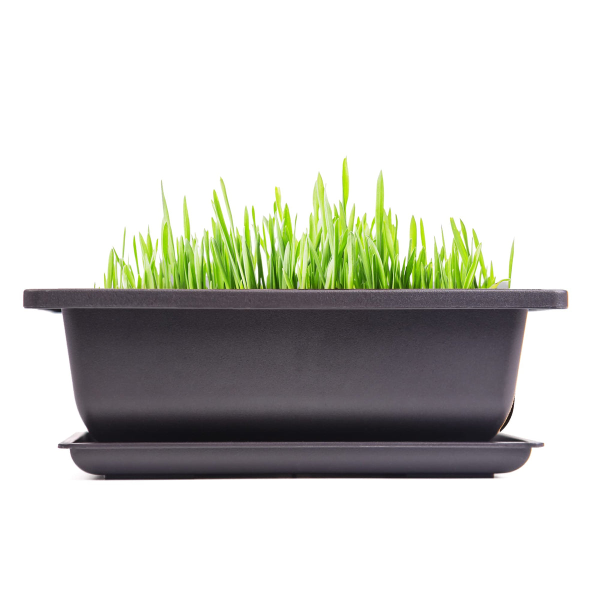 C CRYSTAL LEMON indoor-ready pots for covered balcony use and home decor.