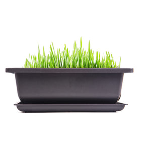 C CRYSTAL LEMON indoor-ready pots for covered balcony use and home decor.