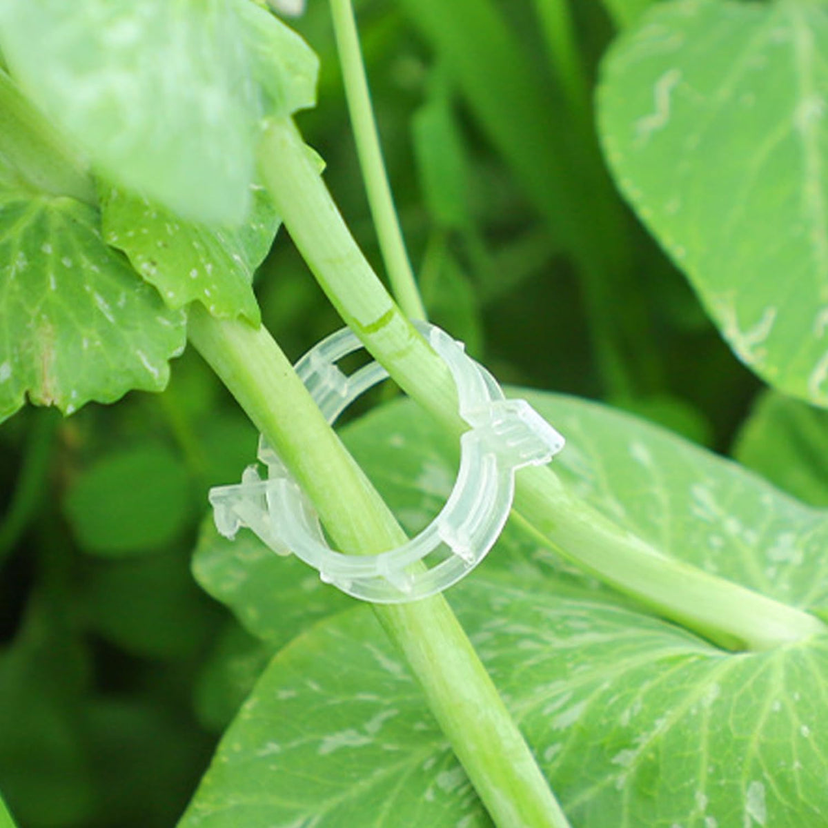 CACERIAWM weather-resistant plastic clips endure outdoor conditions