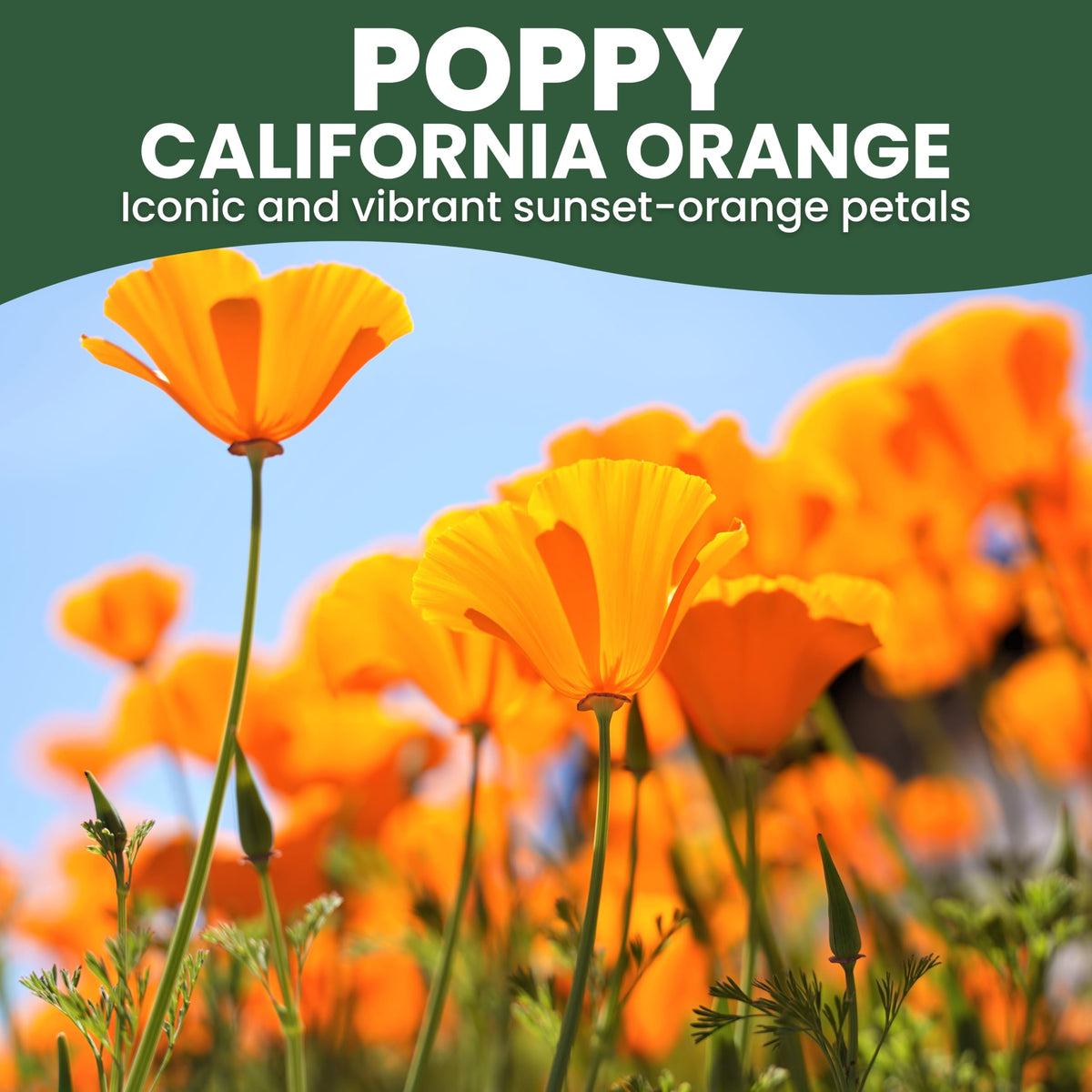 Family Sown California Poppy Orange bloom brightening borders and wildflower meadows