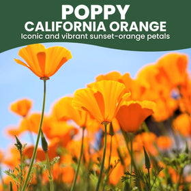 Family Sown California Poppy Orange bloom brightening borders and wildflower meadows