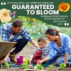California drought-tolerant flower bed thrives with low-water irrigation.