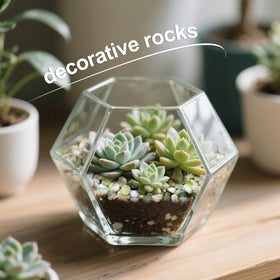 Calofulston indoor plant bed shows natural hues for decor