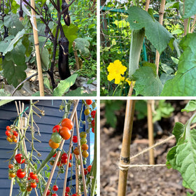 Arbor-style garden frame built with Cambaverd stakes