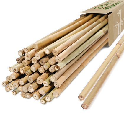 Cambaverd 3ft bamboo stake supports tomatoes with stable garden structure.