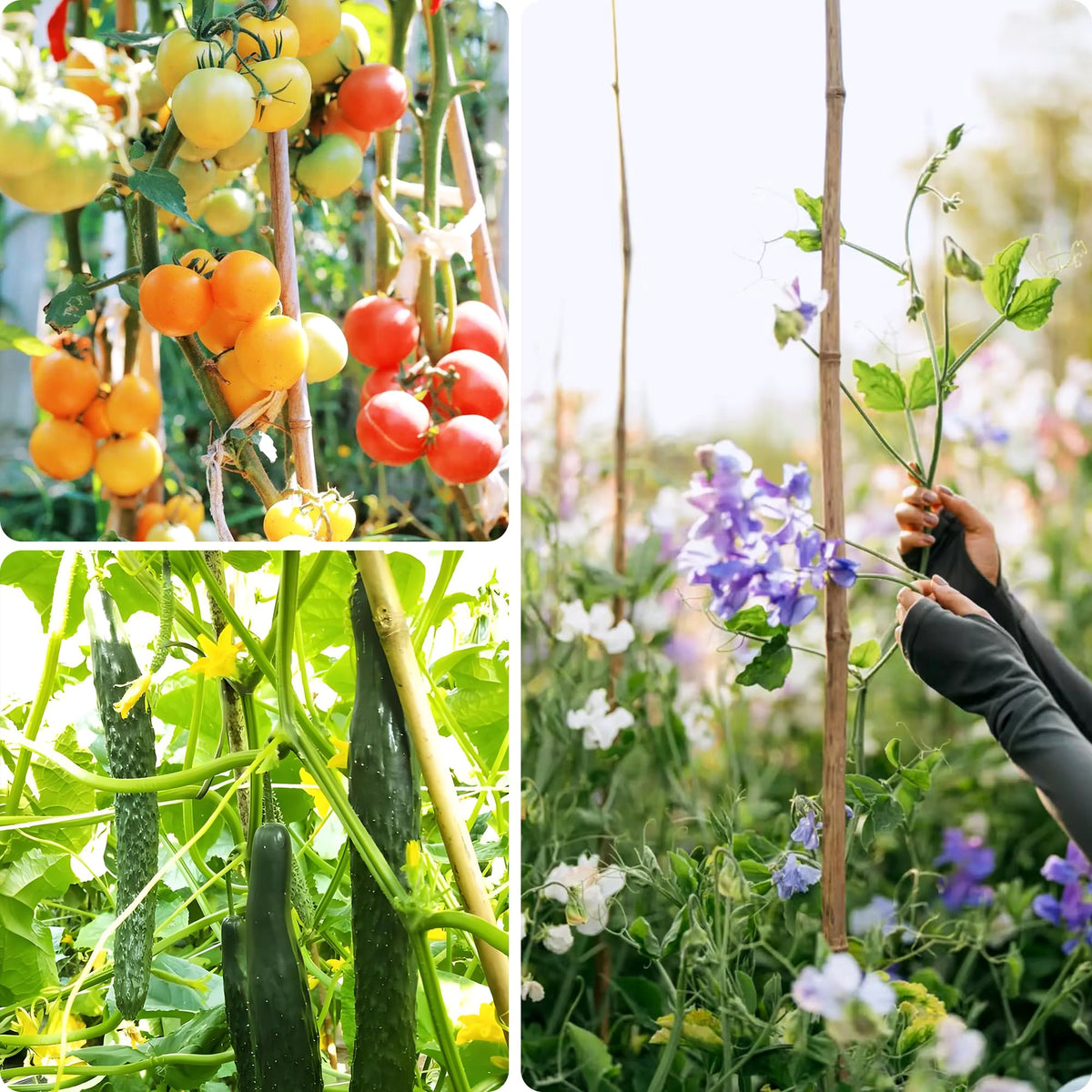 Cambaverd bamboo stakes arbor-trellis-use demonstrates versatile outdoor structure options.