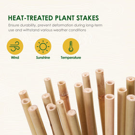 Cambaverd bamboo stakes securing a climbing cucumber plant in rich soil.