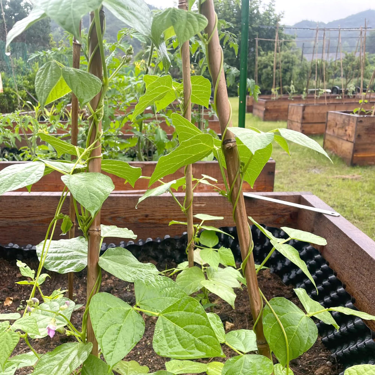 Cambaverd bamboo stakes installation shows easy ground insertion for quick setup.