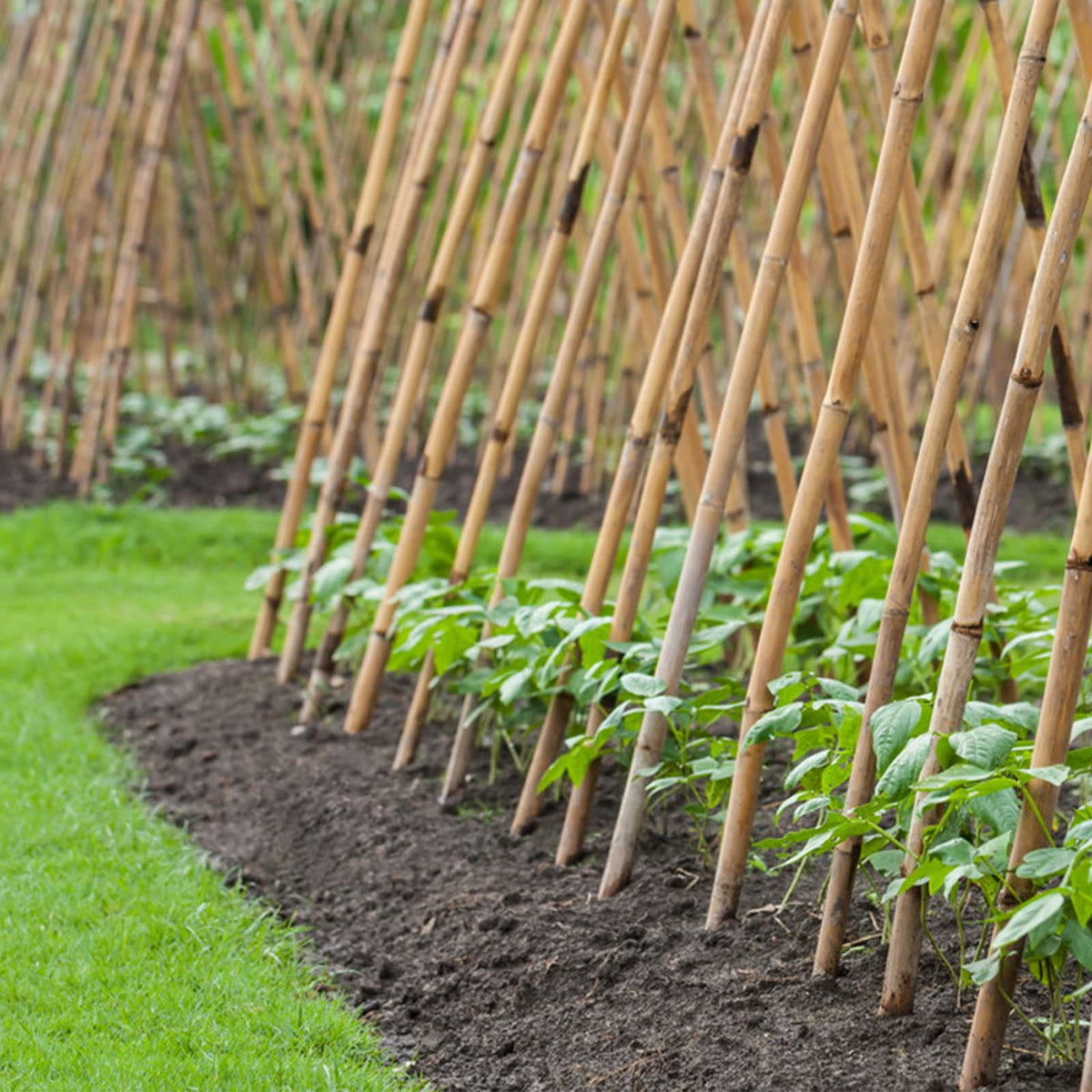 Cambaverd bamboo stakes pack 15 pieces for versatile garden support projects.