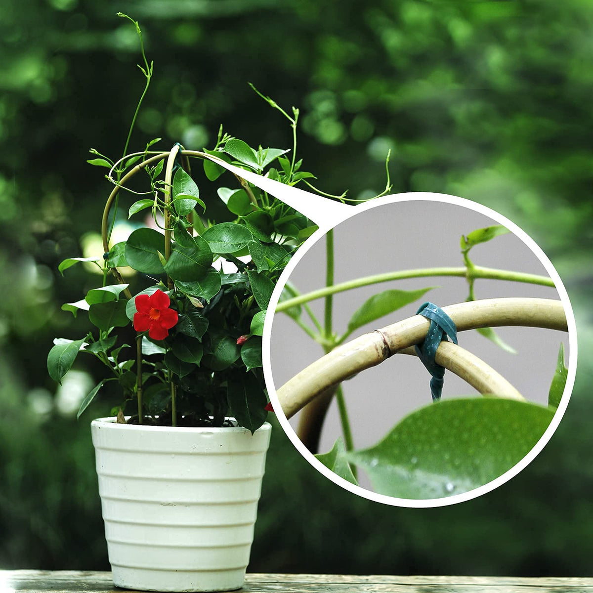 Cambaverd bamboo trellis renewable materials eco-friendly garden solution