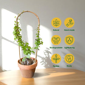 Cambaverd plant climbing support helps vines spread neatly.