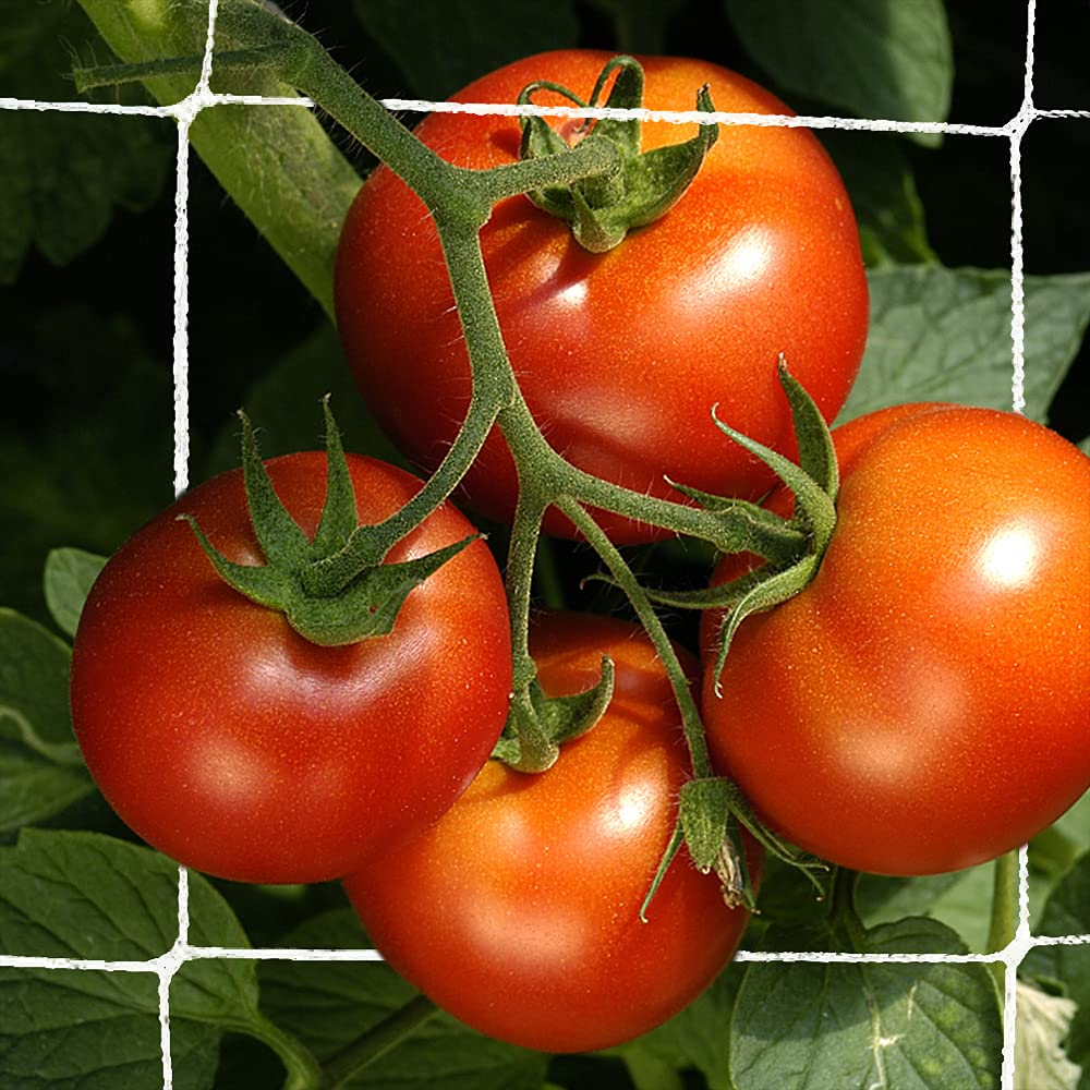 Tomatoes are supported by CANAGROW trellis netting for steady growth.