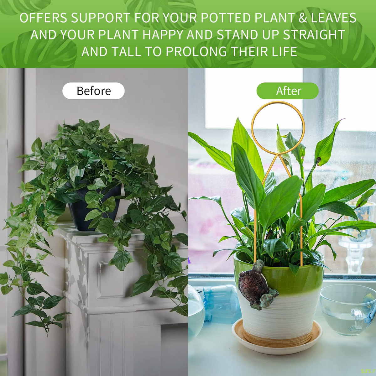 CANIPHA climbing plants support stake ideal for hoya, ivy, and jasmine.
